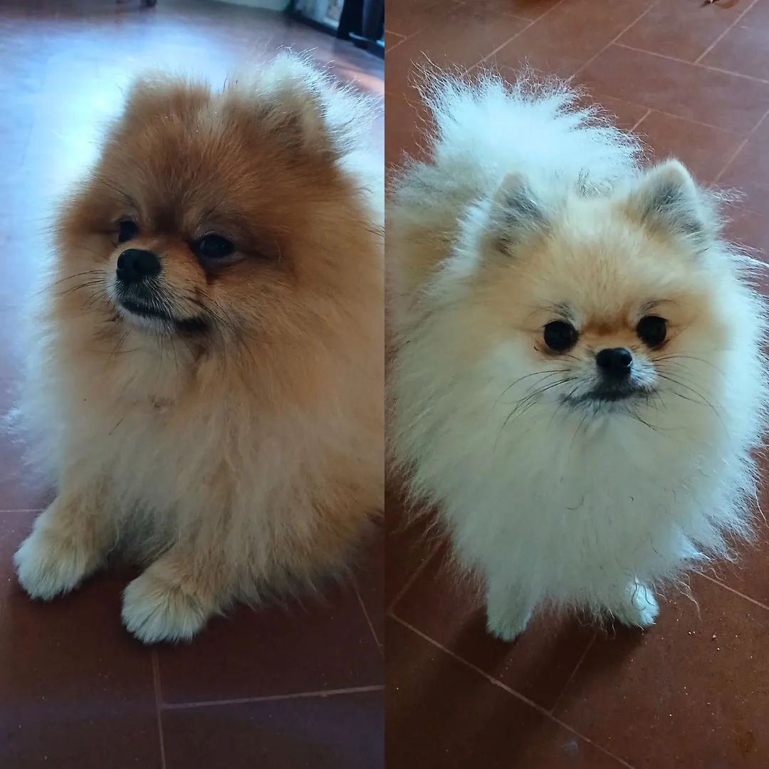 Dog sitting for two pomerian volpini