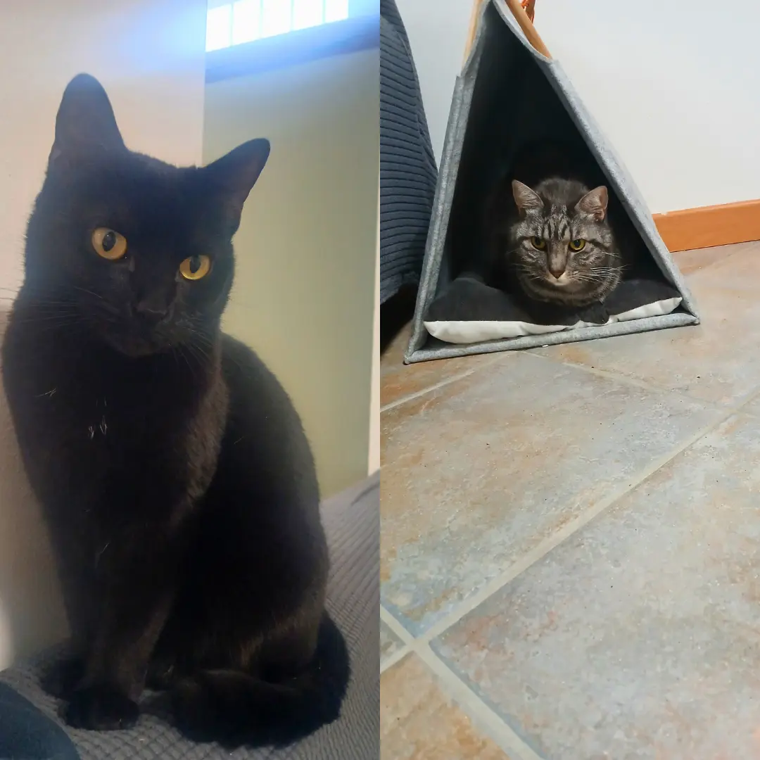 Cat sitting for two cats