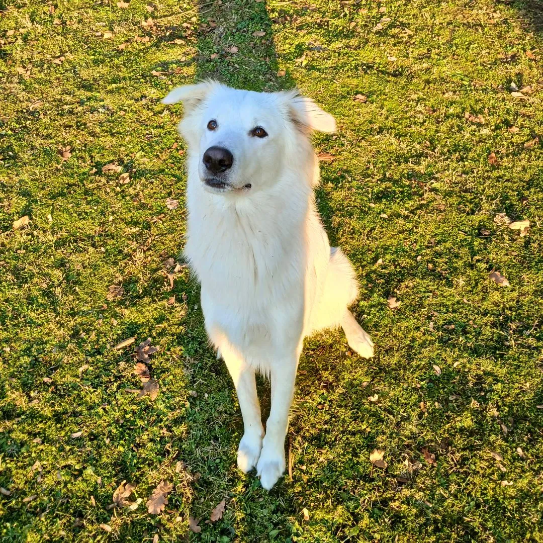 Dog sitting for juvinile retriever maremmano dog