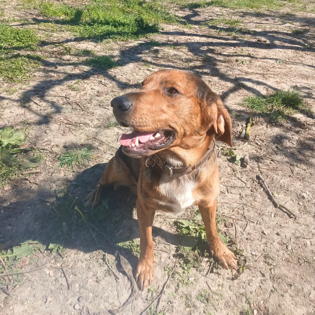 Pet sitting home for male dog