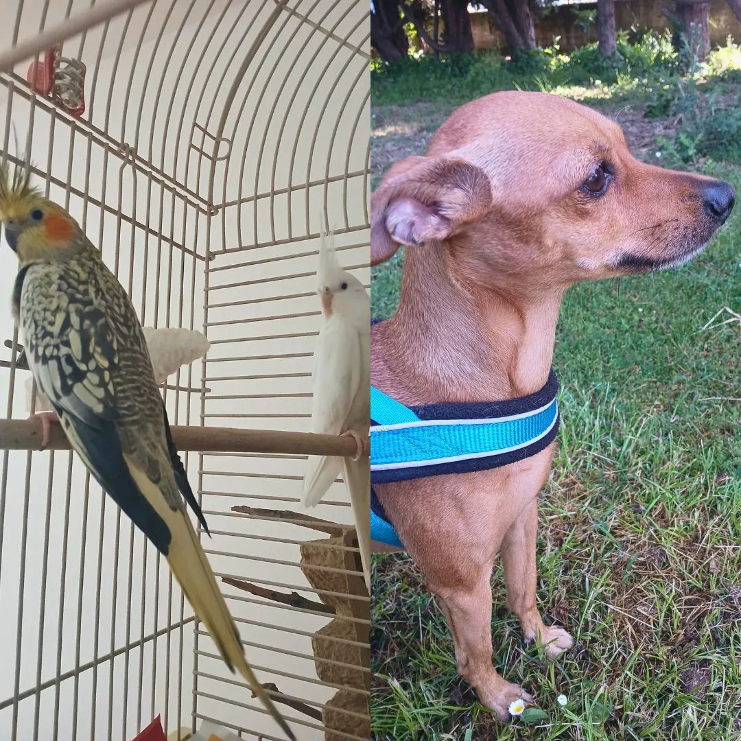 Pet sitting for parrots and pinscher