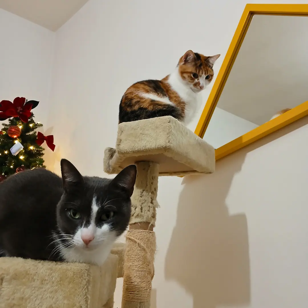 Cat sitting for two cats