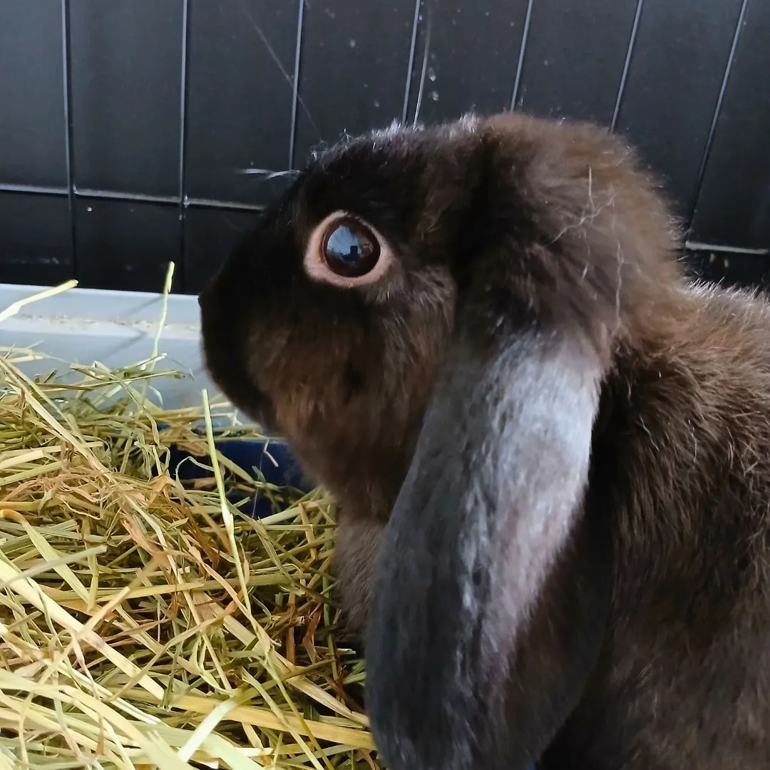 Bunny sitting for baby female bunny