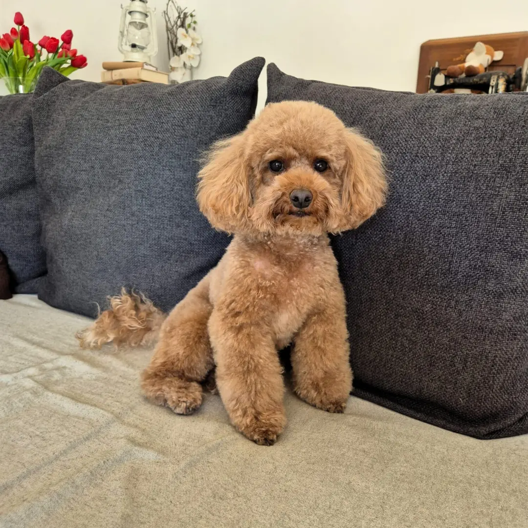 Dog sitting for barboncino dog