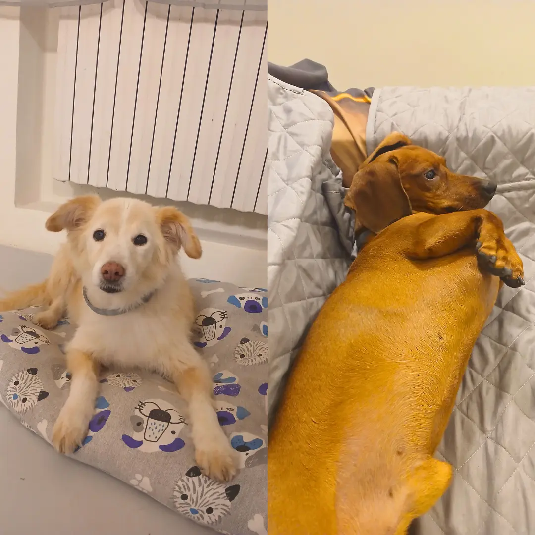 Dog sitting for two dogs