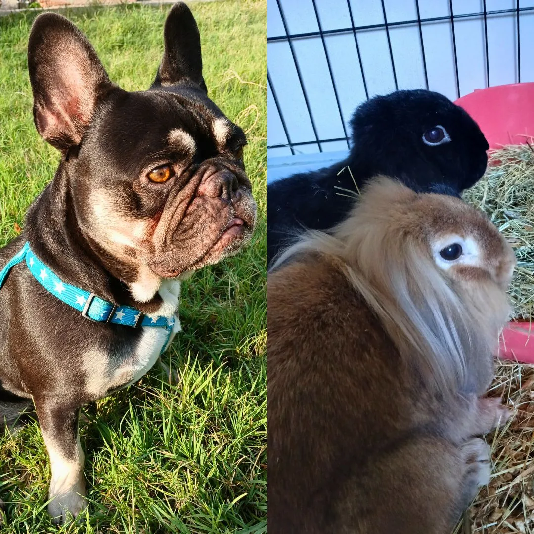 Pet sitting for bulldog and two bunnies