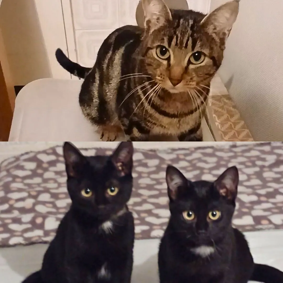 Bunny sitting for mom cat and kitten