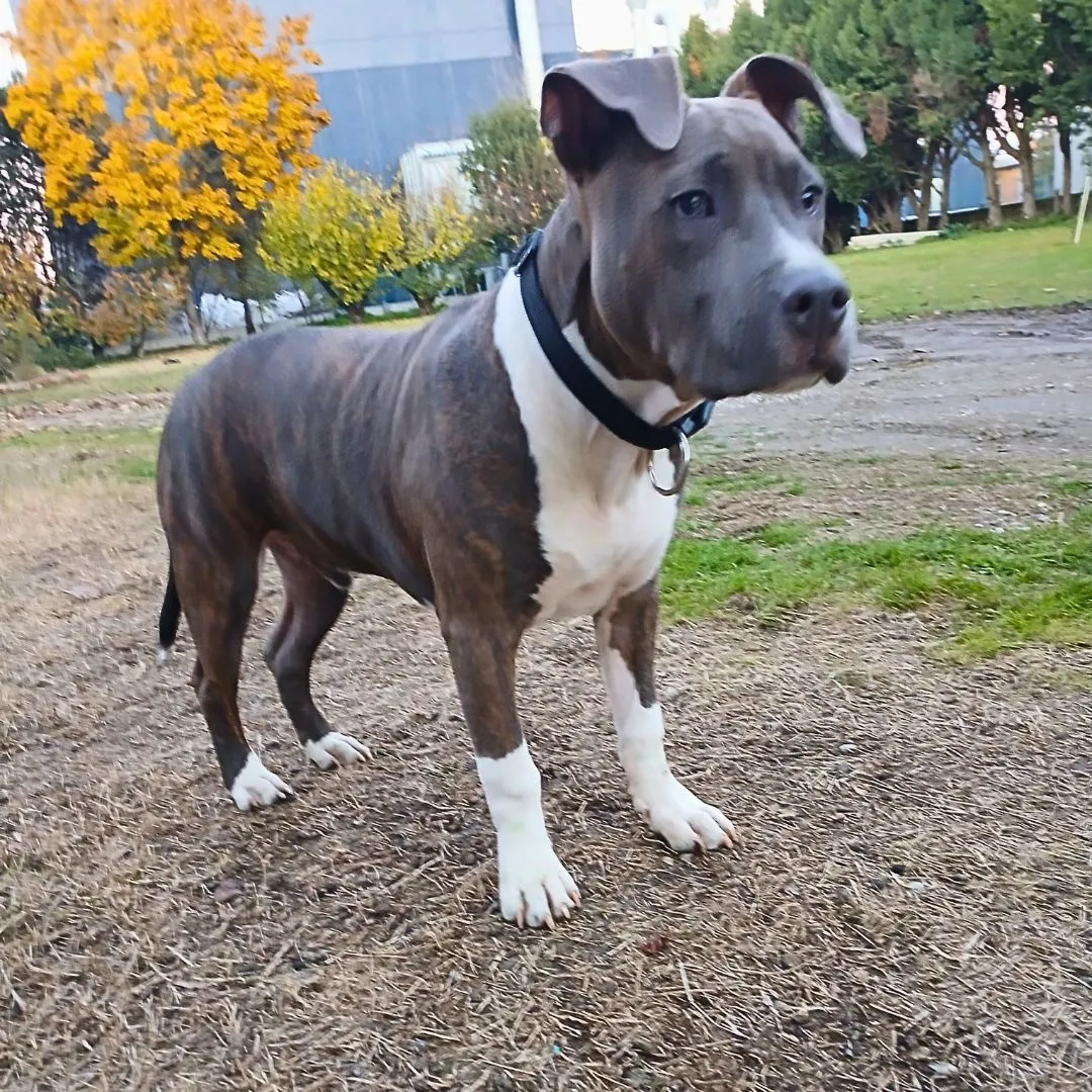 Dog sitting for puppy Amstaff