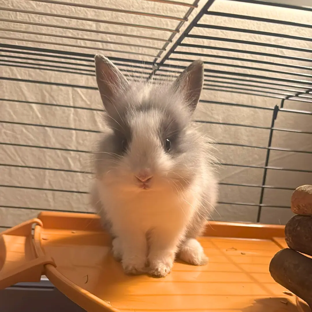 Bunny sitting for young bunny