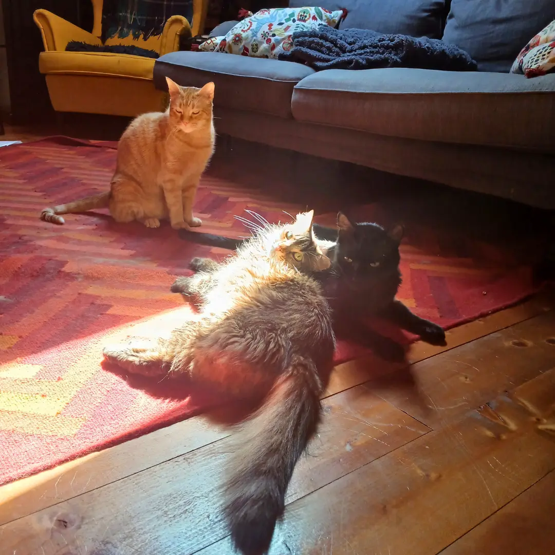 Cat sitting for three cats