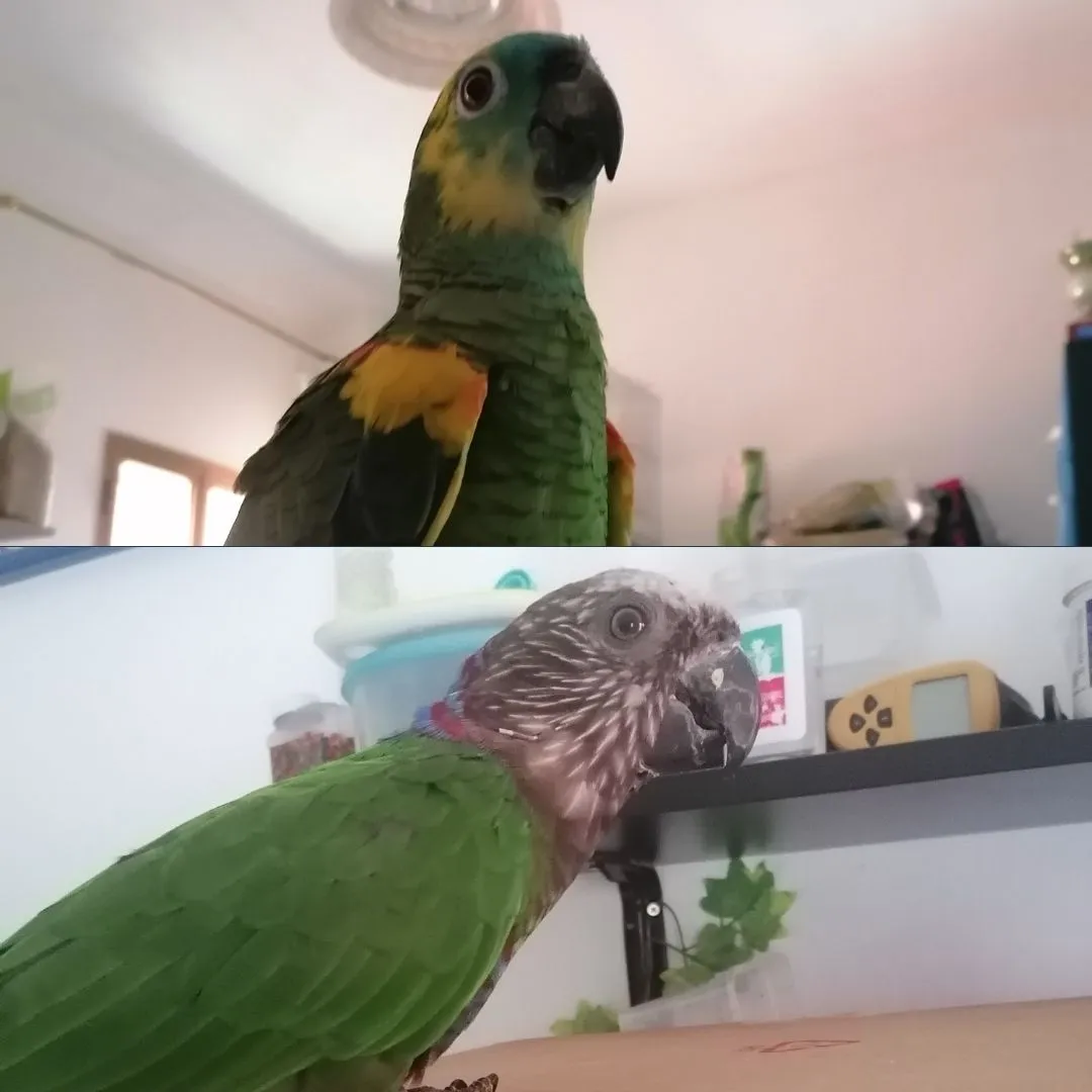 Parrot sitting for two medium-big parrots