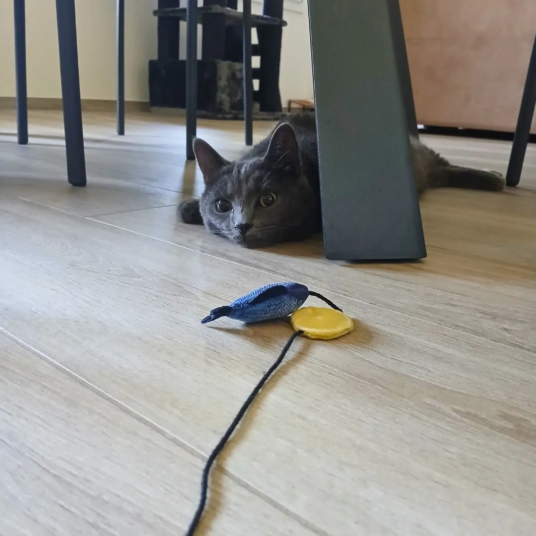 Cat sitting for european male cat