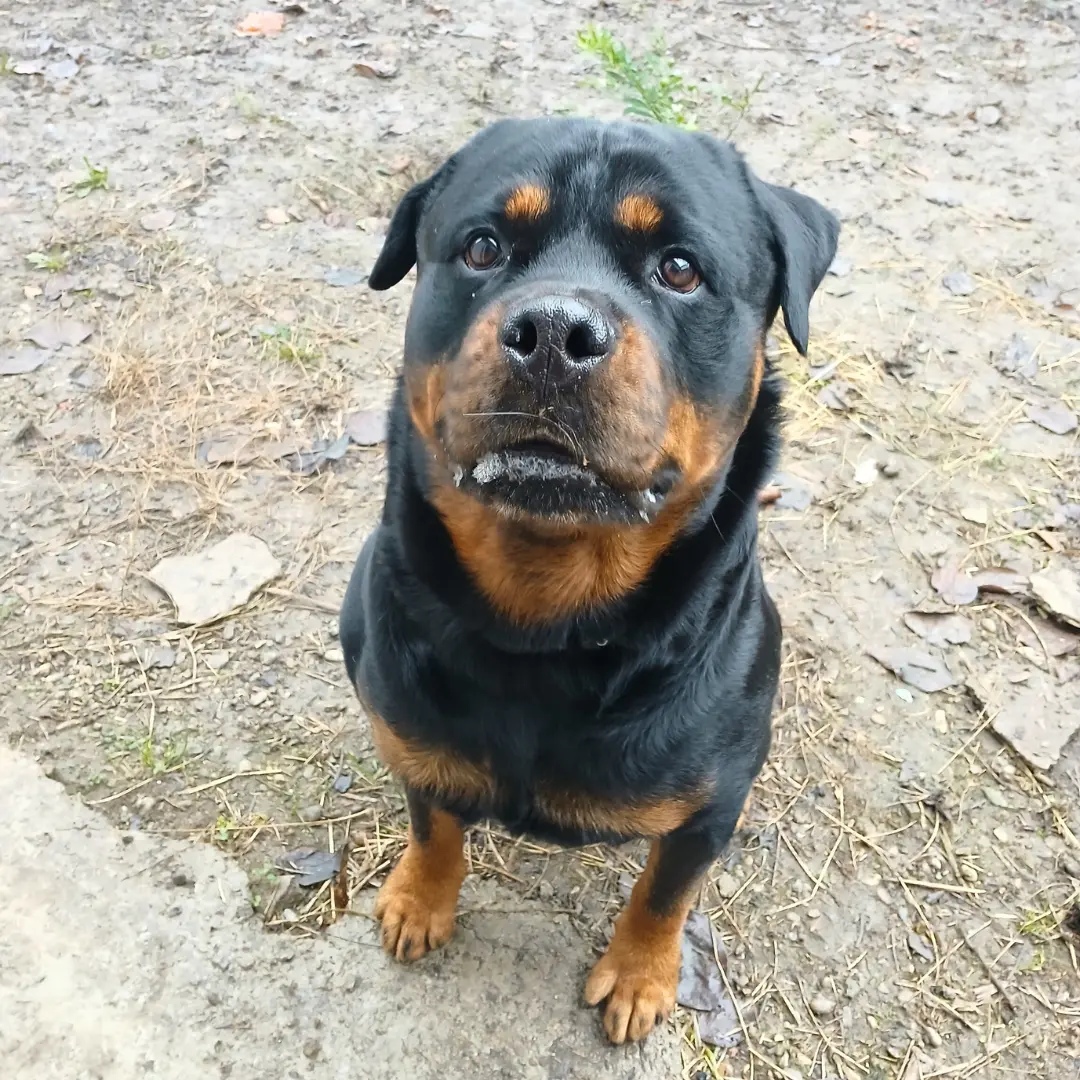 Dog sitting for Rottweiler dog