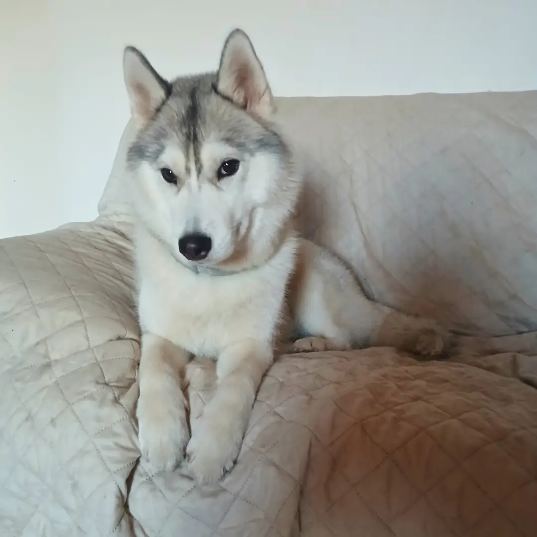 Dog sitting for puppy Husky