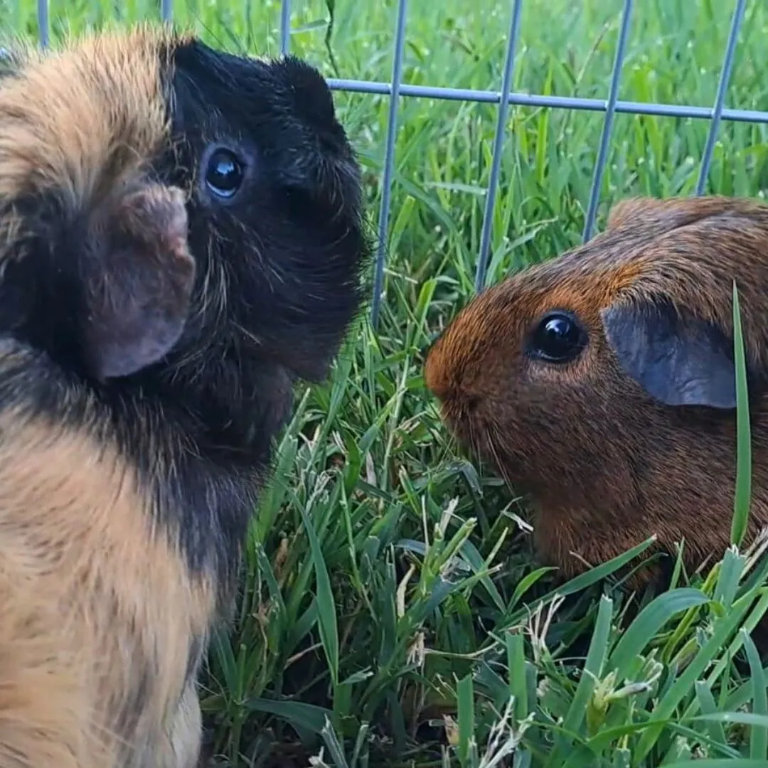 Dog sitting for two guinea pigs