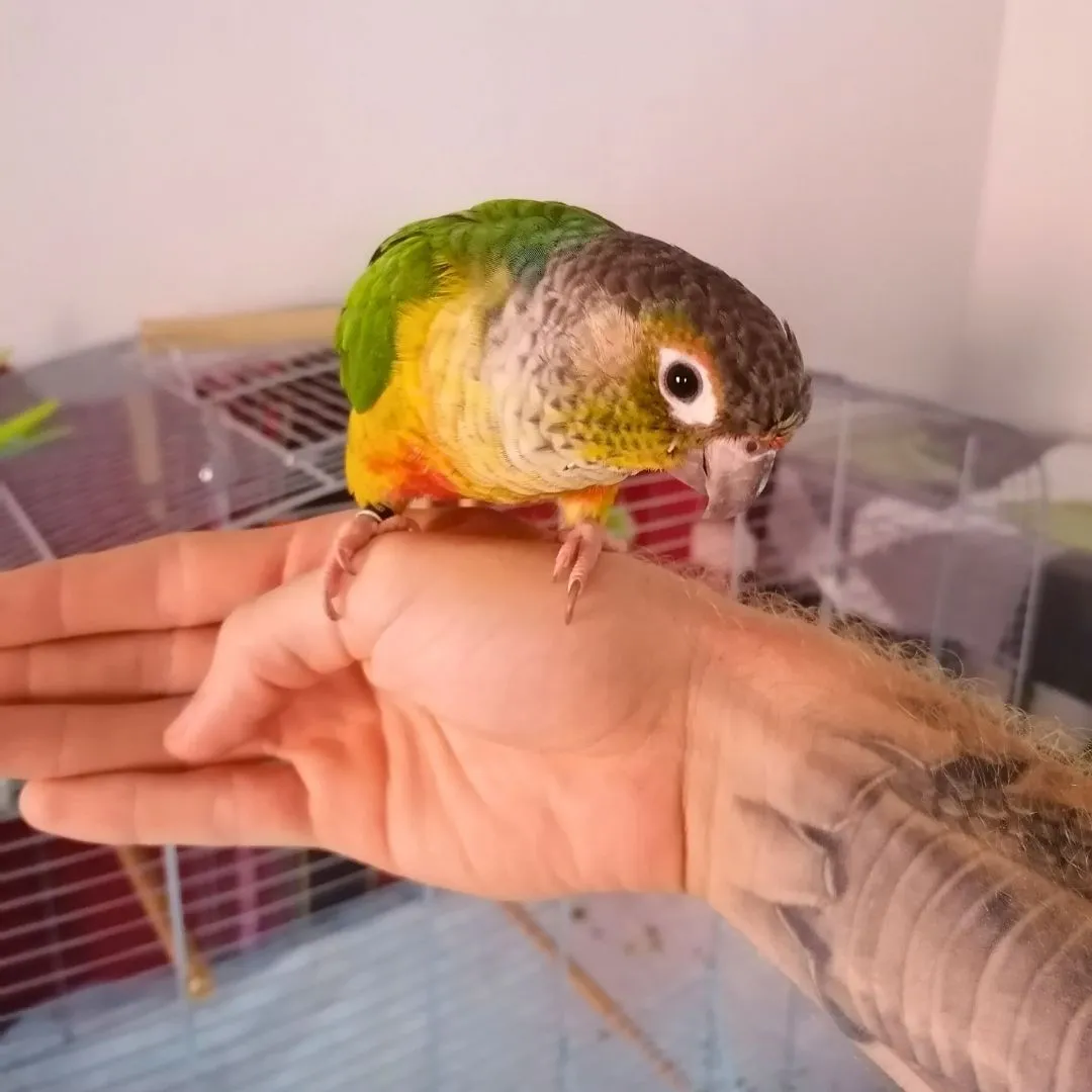 Parrot stting for one small parrot