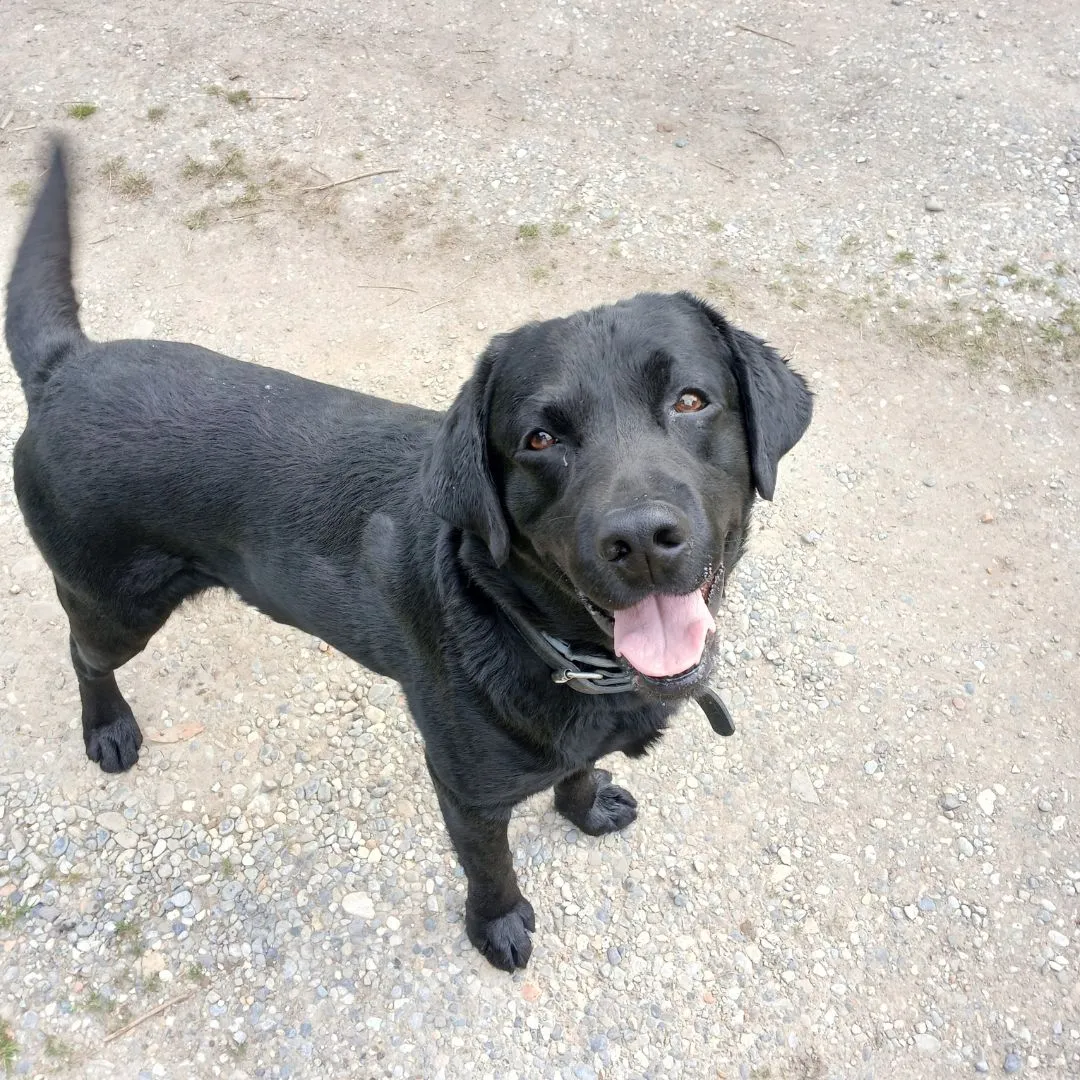 Dog sitting for black Labrador