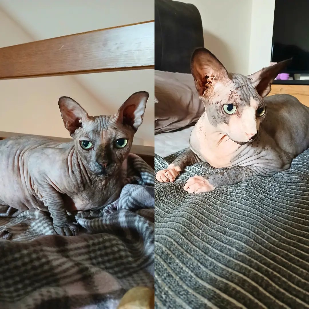Cat sitting for two sphinx cat