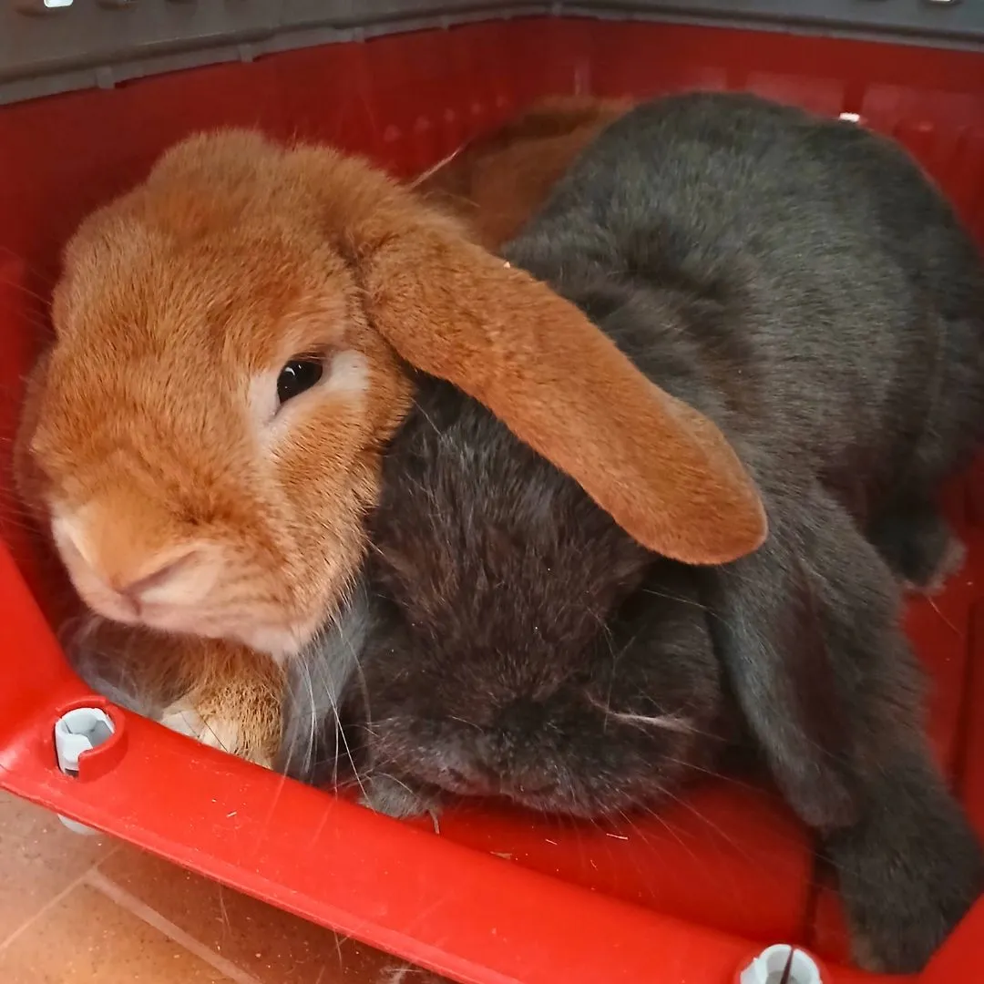 Bunny sitting for cute orange bunny