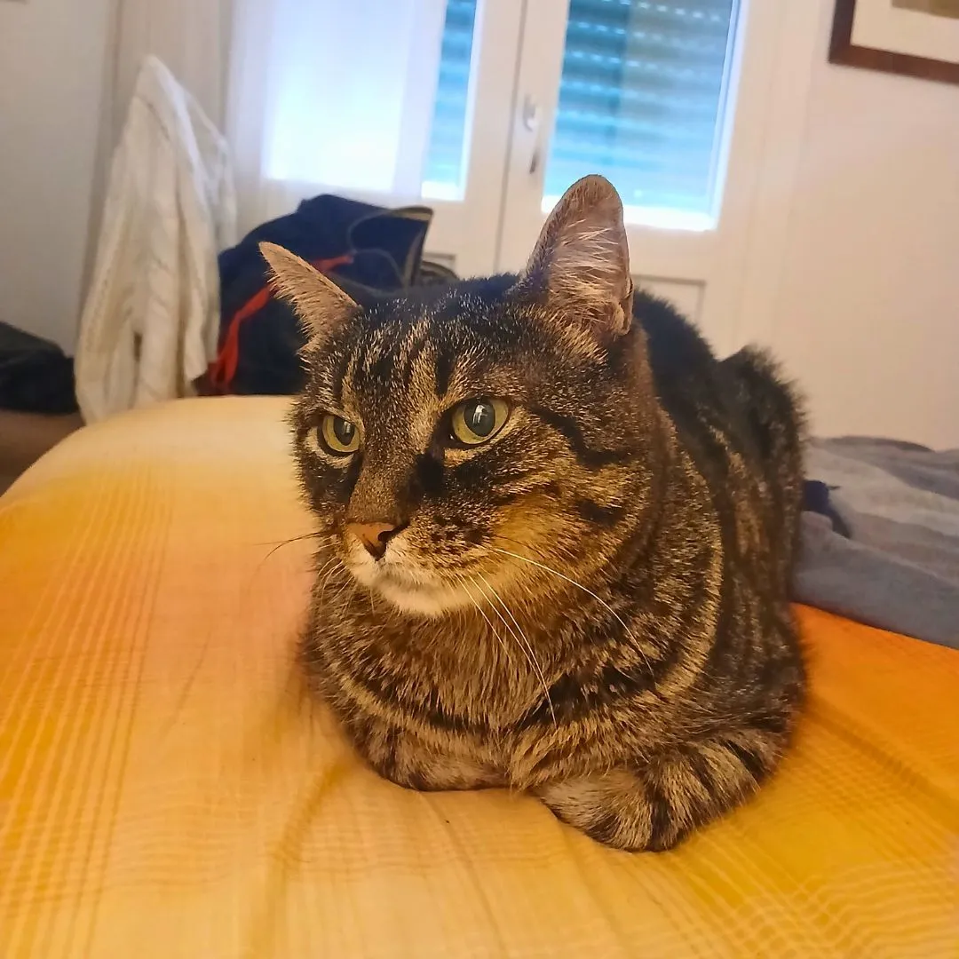 Cat sitting for european diabetic cat