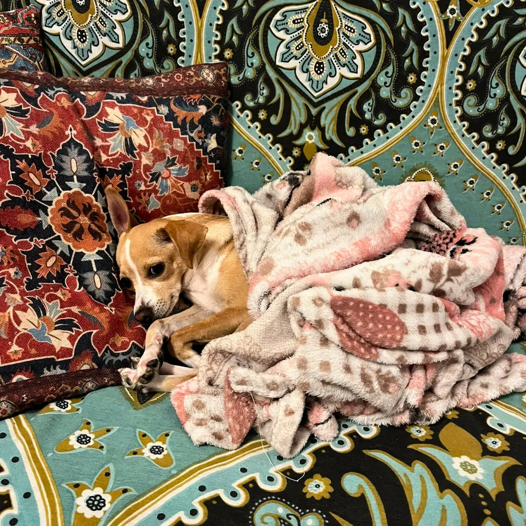 Dog sitting for female dog