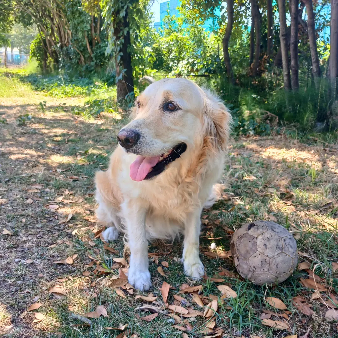 Dog sitting for female Golden Retriever