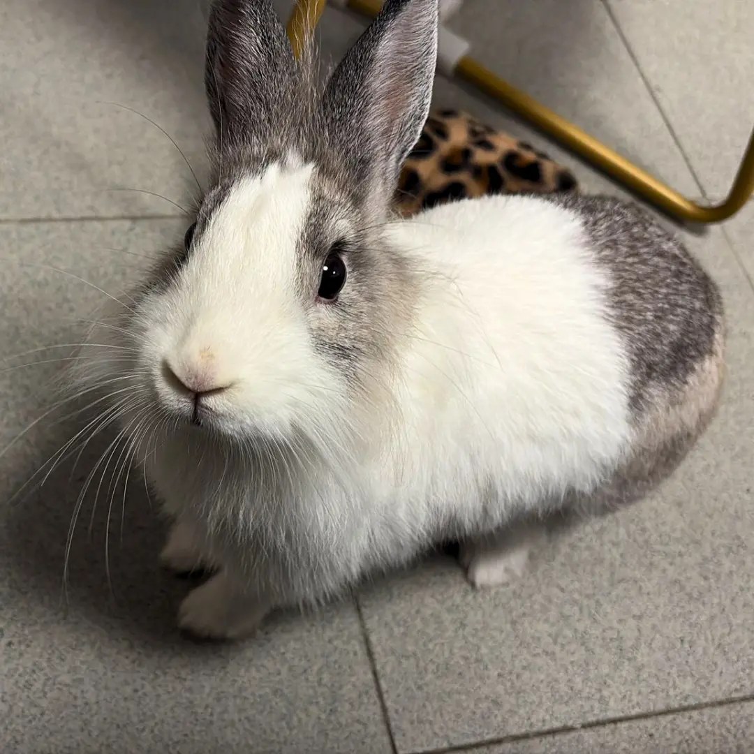 Bunny sitting for female young bunny
