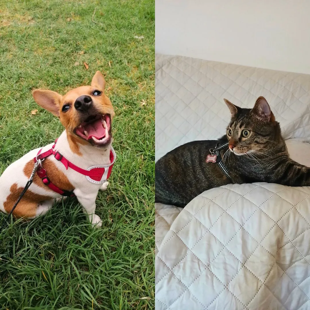 Pet sitting for female jack russel and european cat