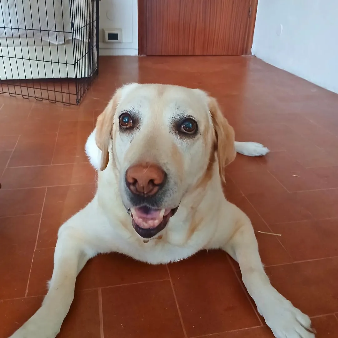 Dog sitting for old labrador