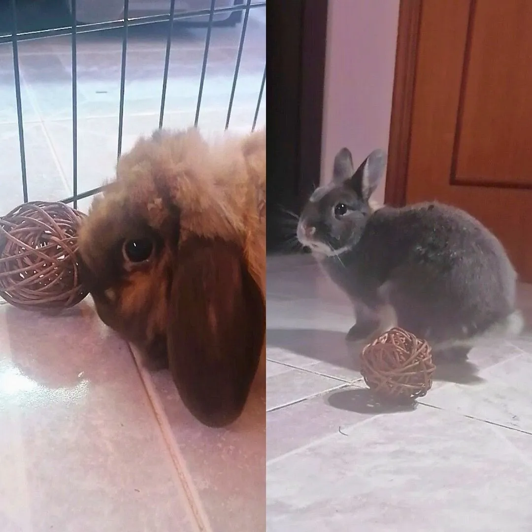 Rabbit sitting for two male rabbits