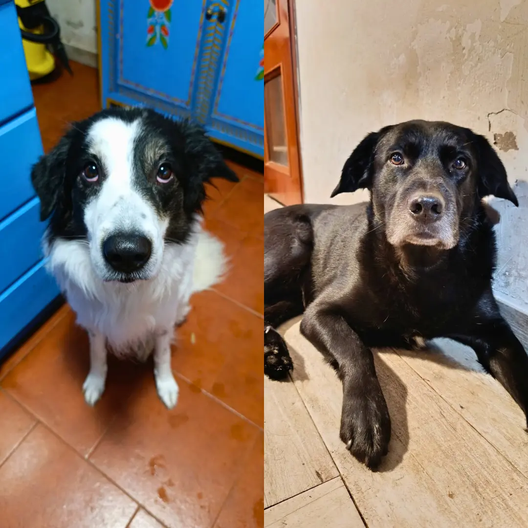 Dog sitting for two dogs