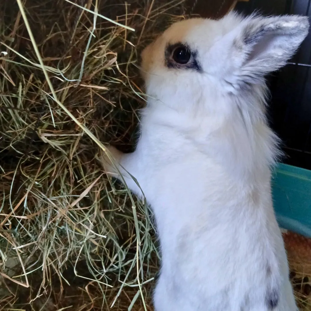 Bunny sitting for rabbit