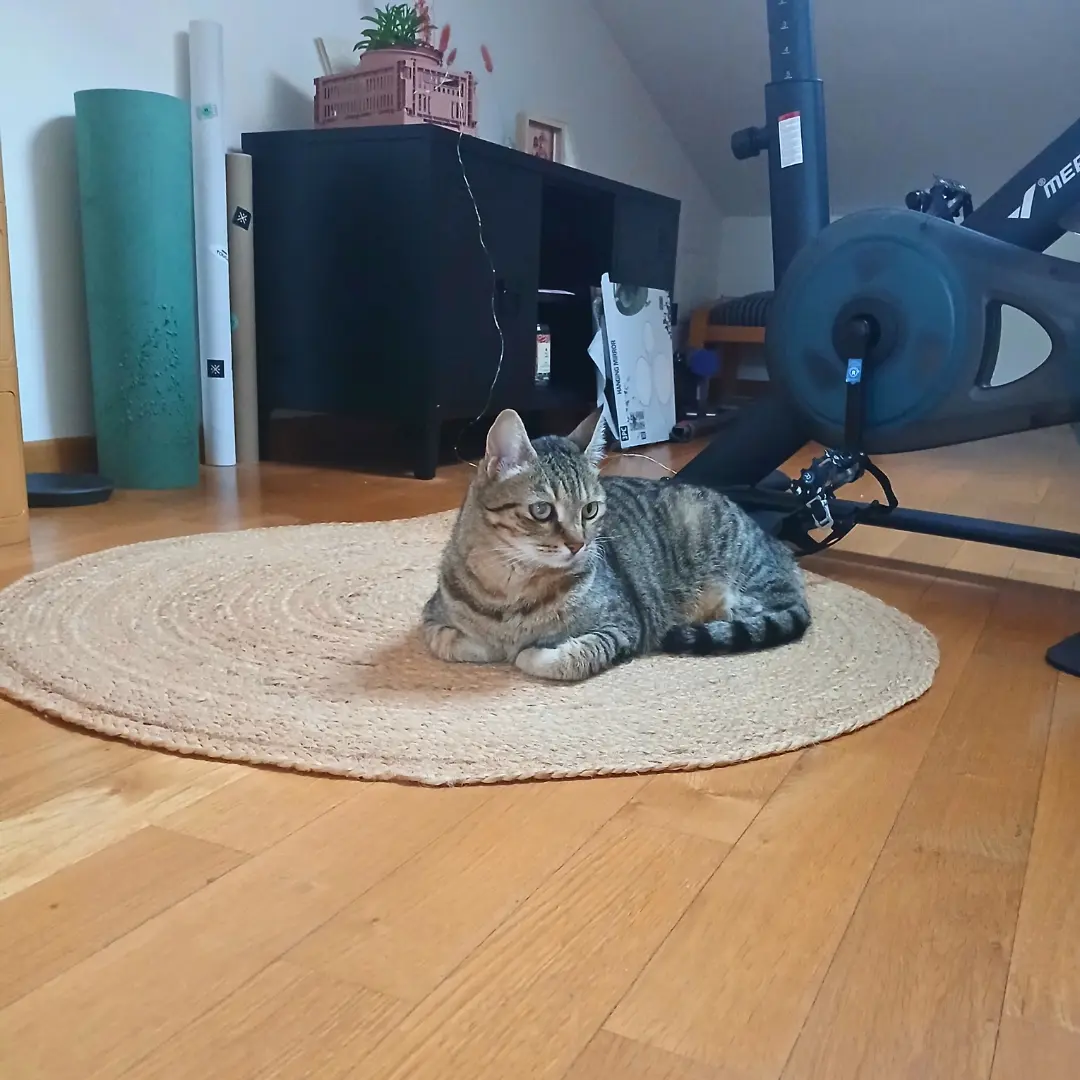 Cat sitting for female cat