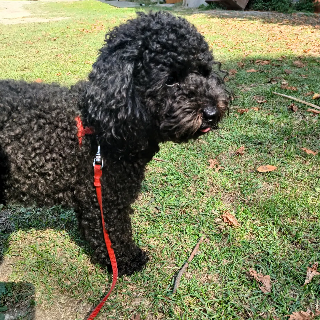 Dog sitting for barboncino dog