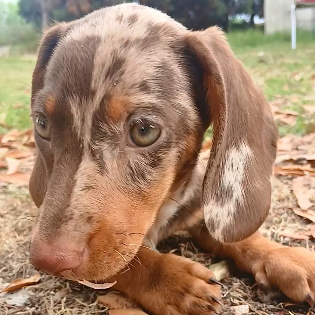 Dog sitting for bassotto dog