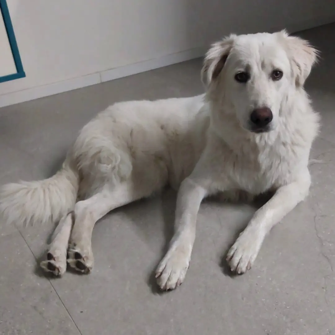 Dog sitting for female puppy maremmano dog