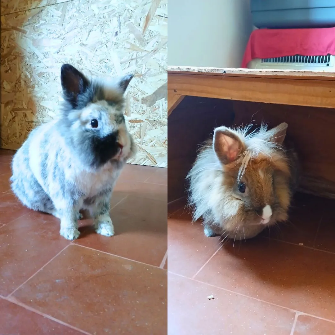 Bunny sitting for two testa di leone bunnies