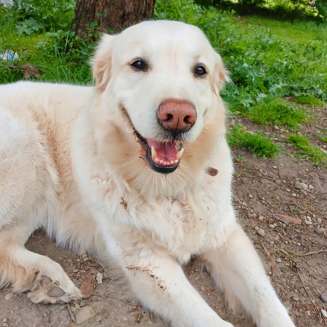 Dog sitting for female Labrador mix