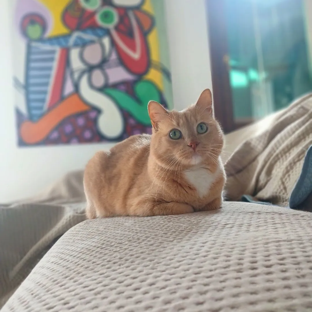 Cat sitting for european female cat