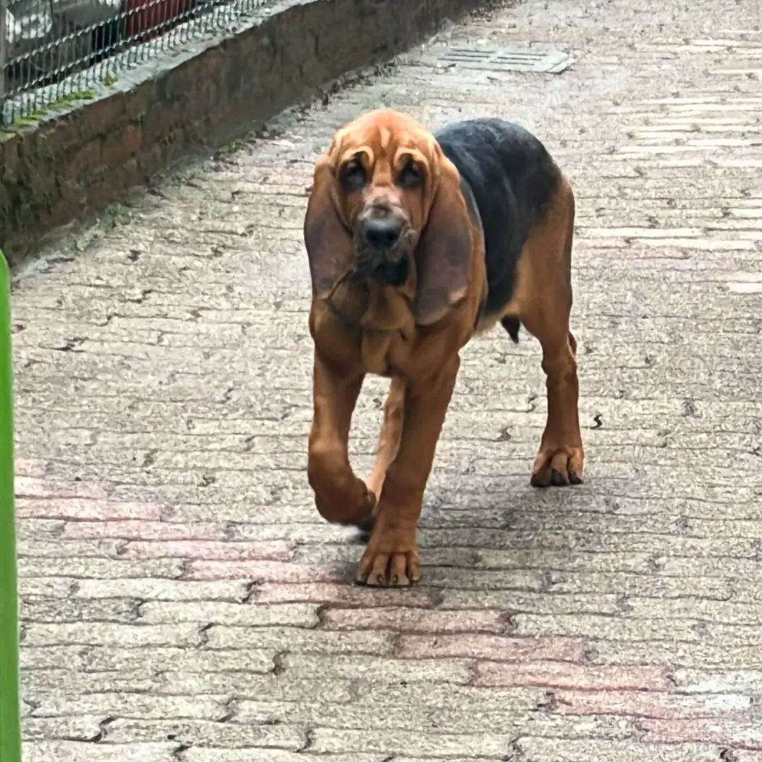 Dog sitting for puppy blood hound dog