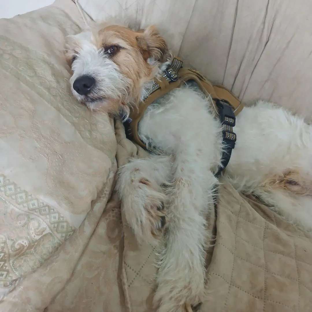 Dog sitting for male mix dog