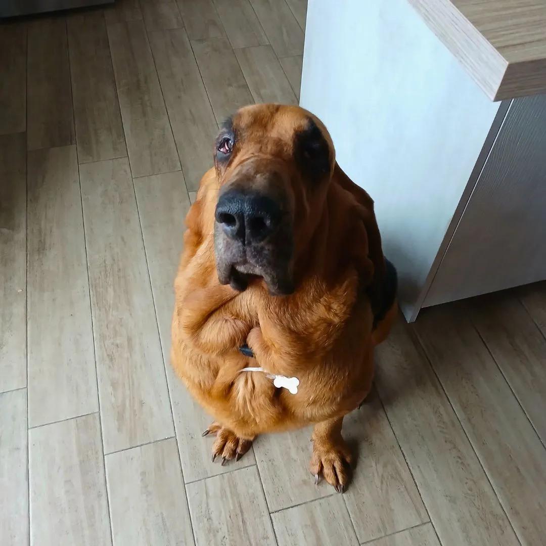 Dog sitting for female hound dog