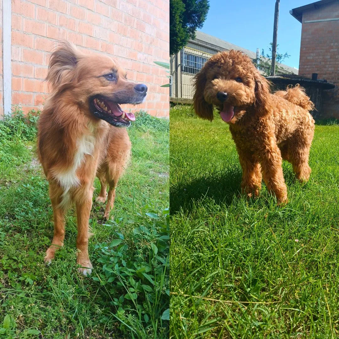Dog sitting for Barboncino and mix dog