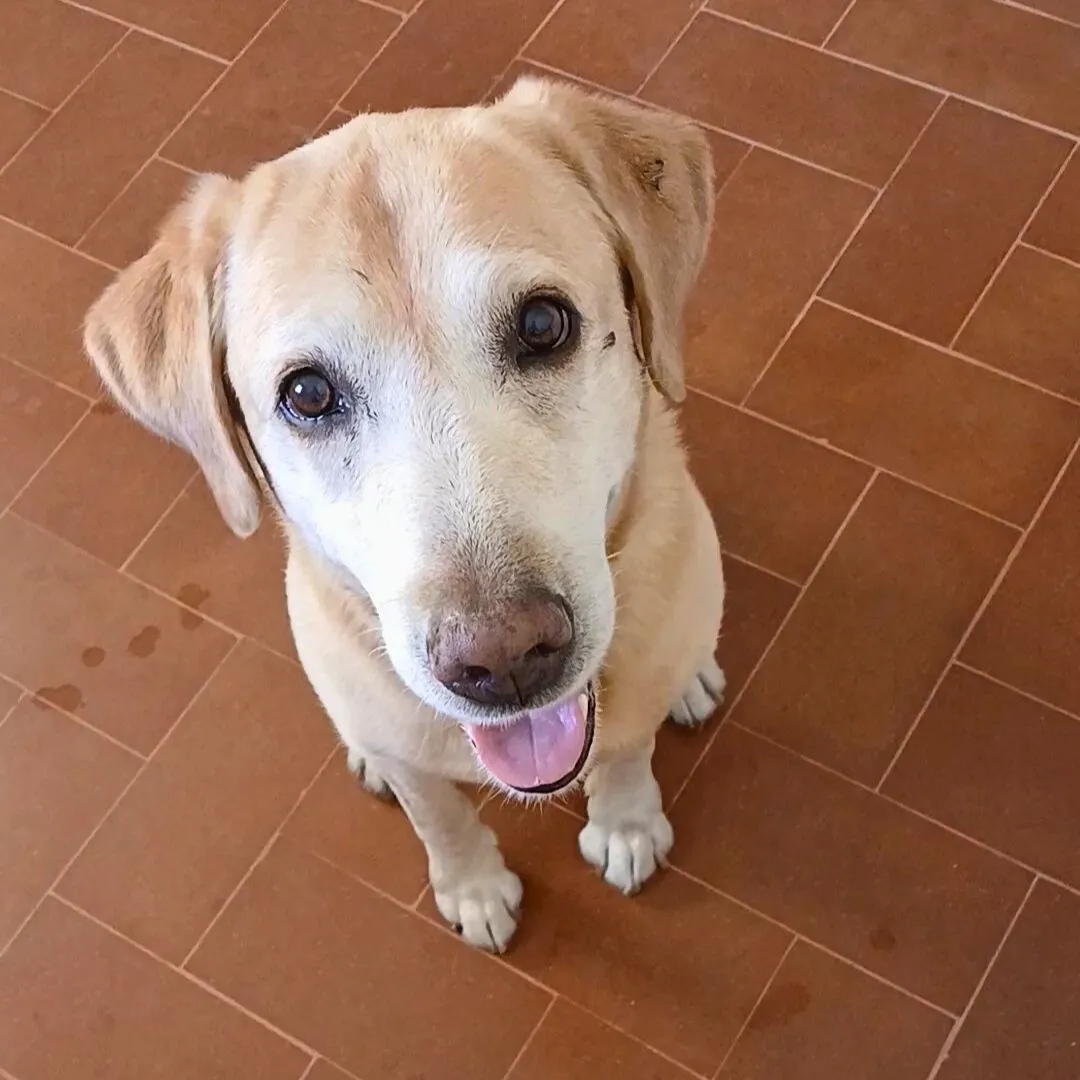 Dog sitting for old labrador