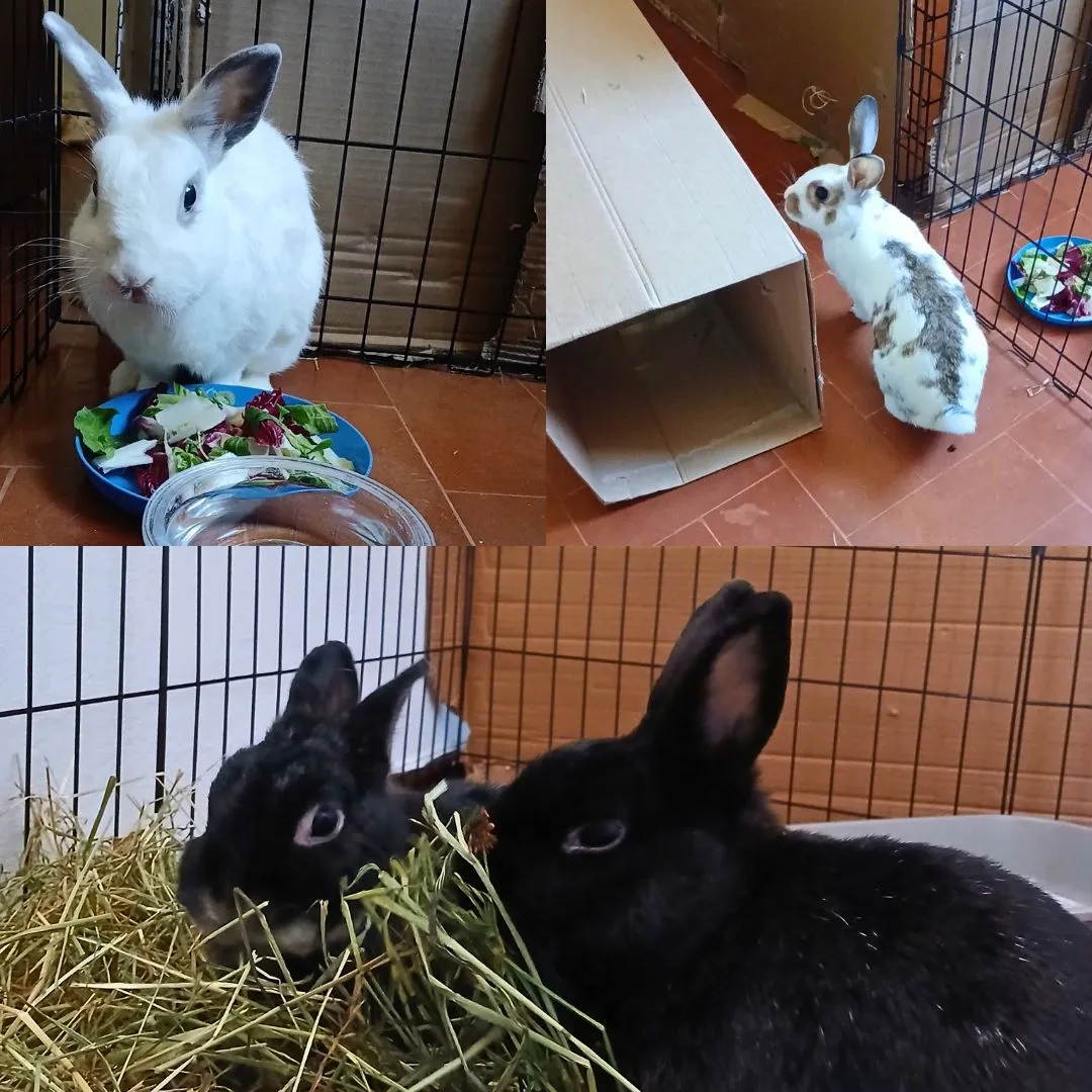 Bunny sitting for four bunnies