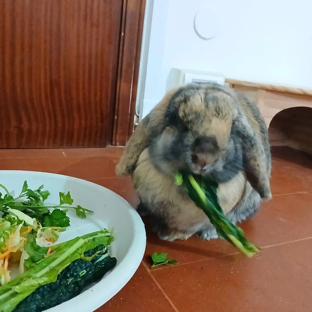 Bunny sitting for female bunny