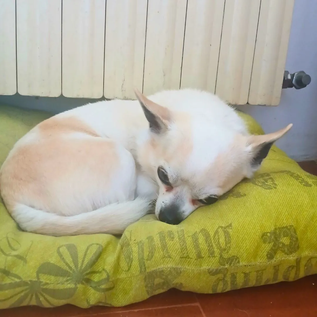 Dog sitting for old Chihuahua