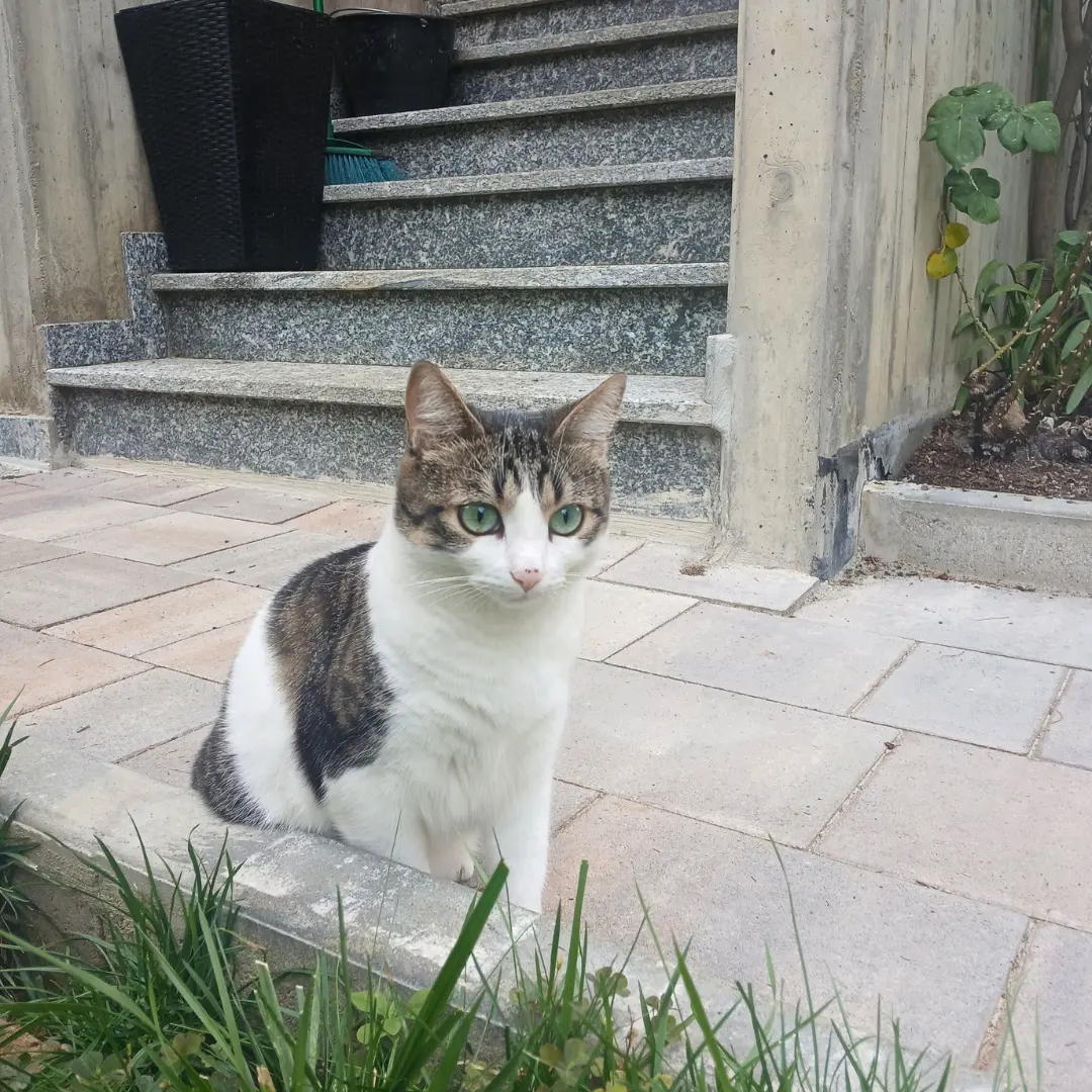 Cat sitting for female cat