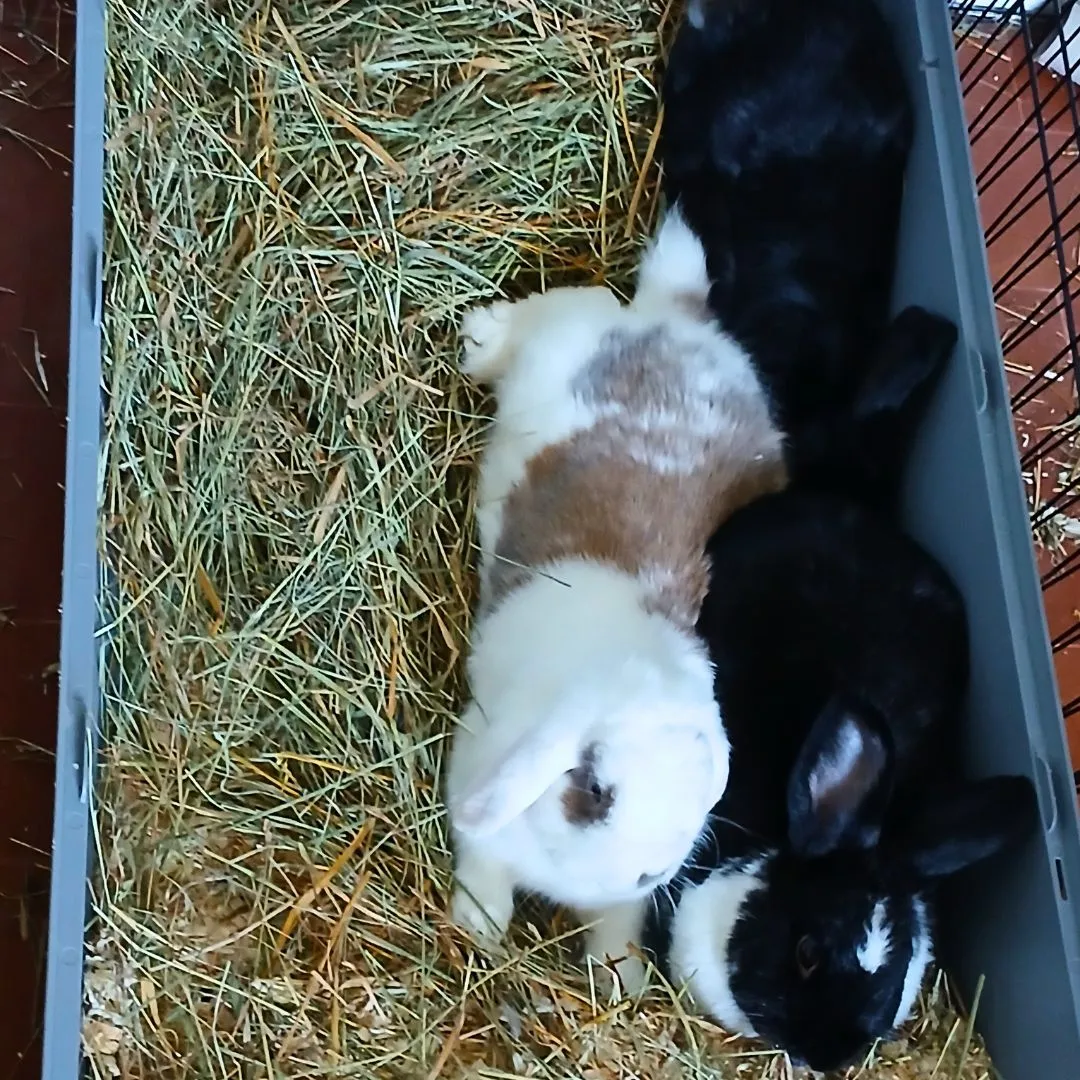 Bunny sitting for three bunnies