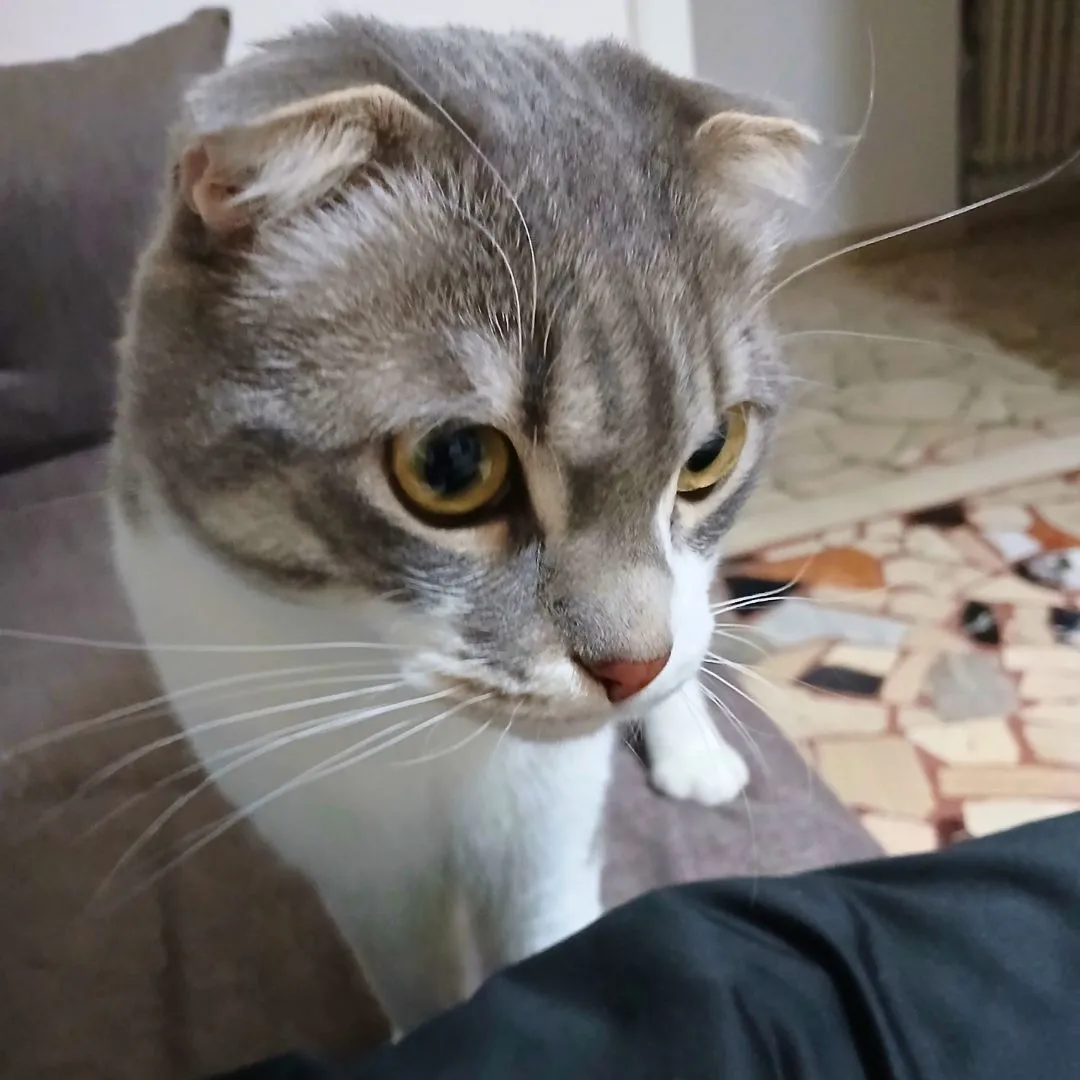 Cat sitting for scottish fold cat